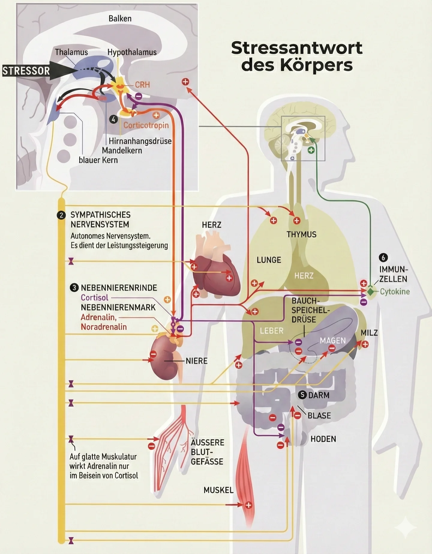 Schematische Darstellung der Stressreaktion im Körper - HPA-Achse und Auswirkungen auf Organe
